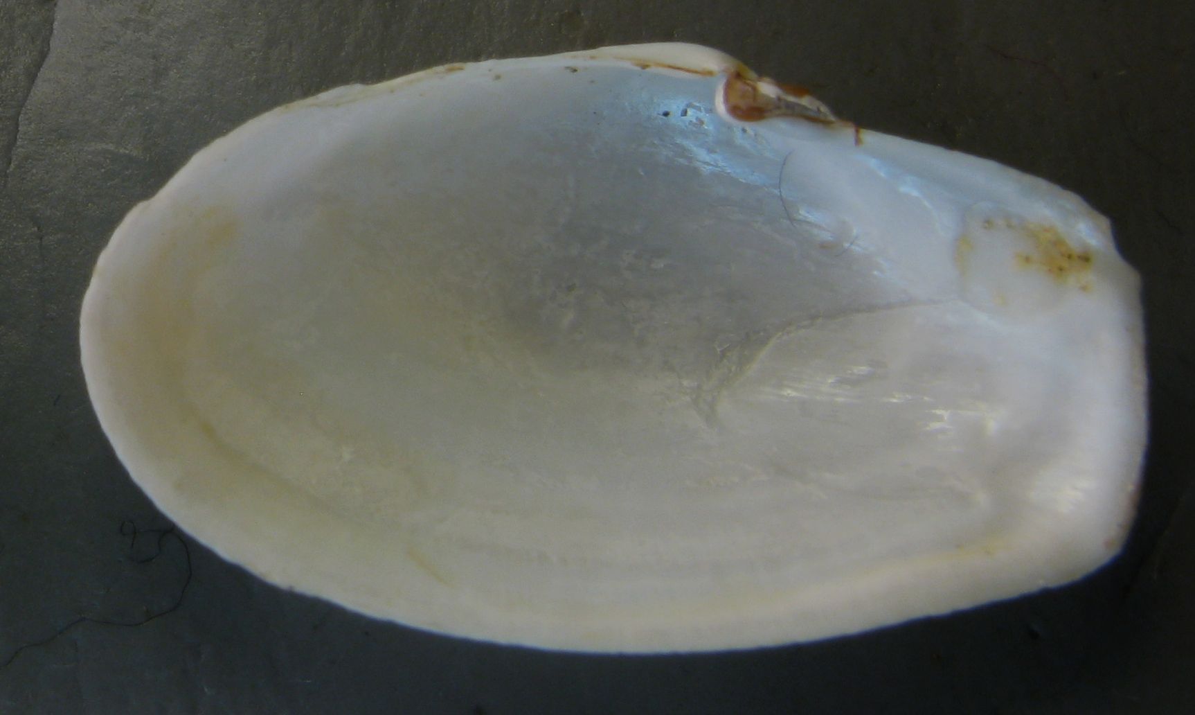 Thracia payracea o Thracia grcilis?